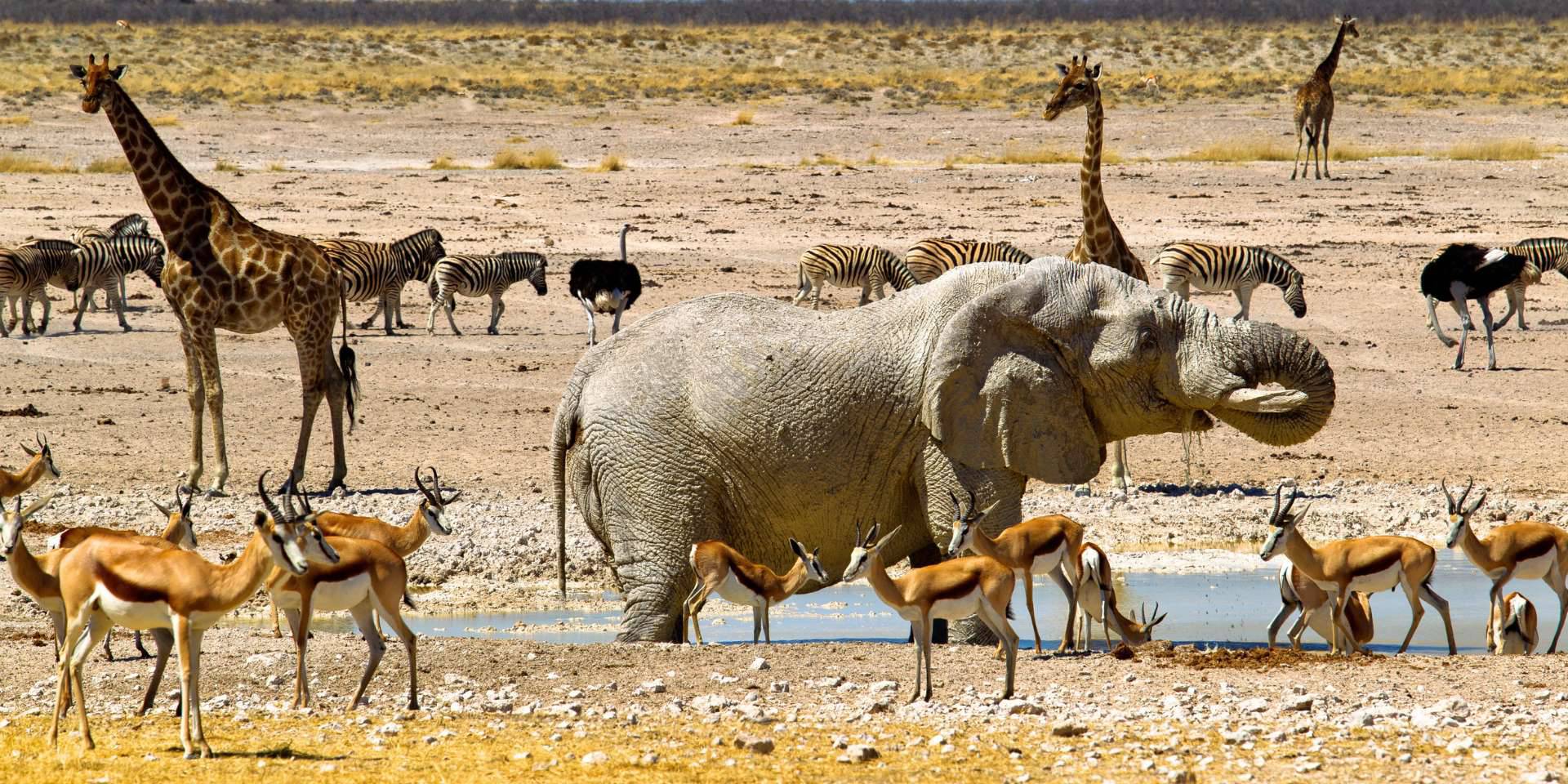 Fauna salvaje, tribus ancestrales y el desierto más antiguo del mundo