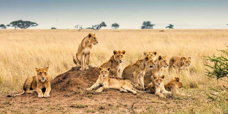 Safaris por paisajes volcánicos, naturaleza fascinante y playas exóticas