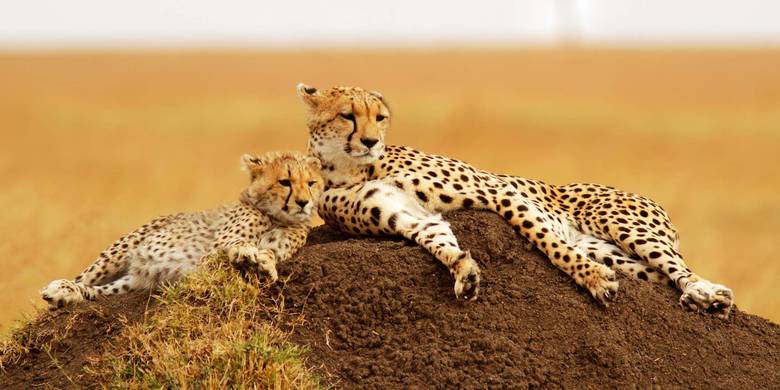 Poderosos paisajes naturales, animales salvajes y ciudades con carácter