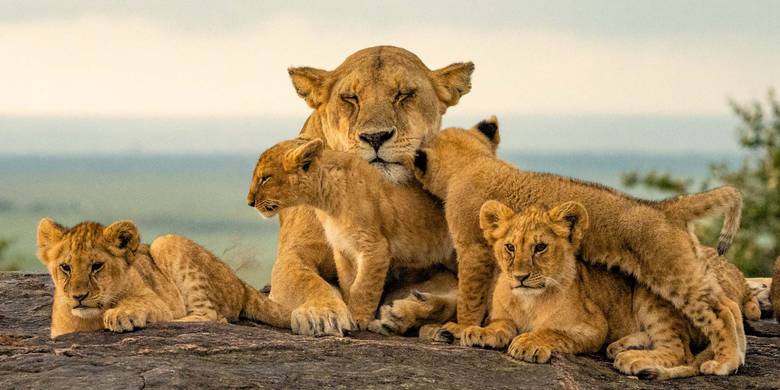 Safaris salvajes, cultura Masai Mara y playas idílicas