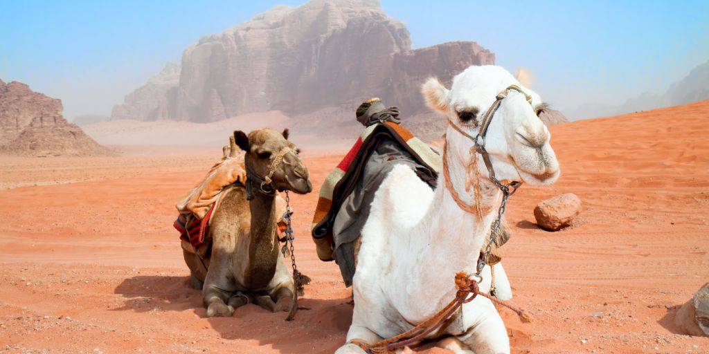 Siéntete Indiana Jones con este viaje a Jordania de 7 días. Durante estas vacaciones conoceremos Petra, Wadi Rum, el Mar Muerto y mucho más. 4