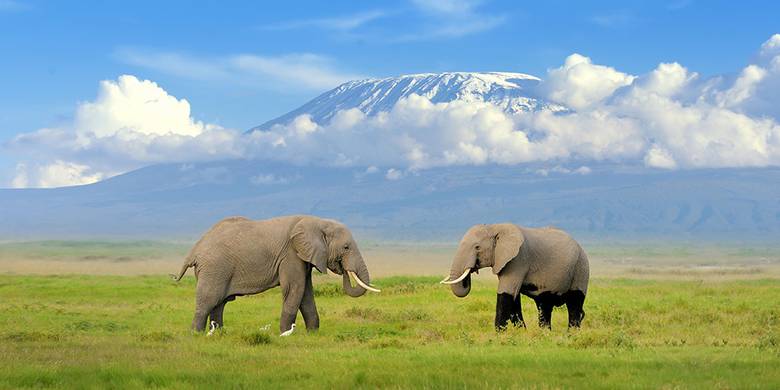 Safari en Kenia de 7 días