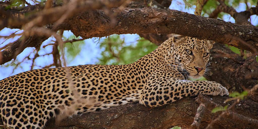Este Safari en Kenia de 7 días te llevará por el corazón de África. Durante una semana, disfrutaremos de los safaris más impresionantes. 4