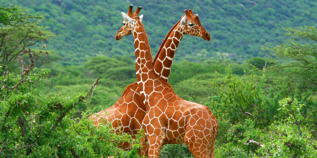Este Safari en Kenia de 8 días te llevará por el corazón de África. Durante una semana, disfrutaremos de los safaris más impresionantes. 3