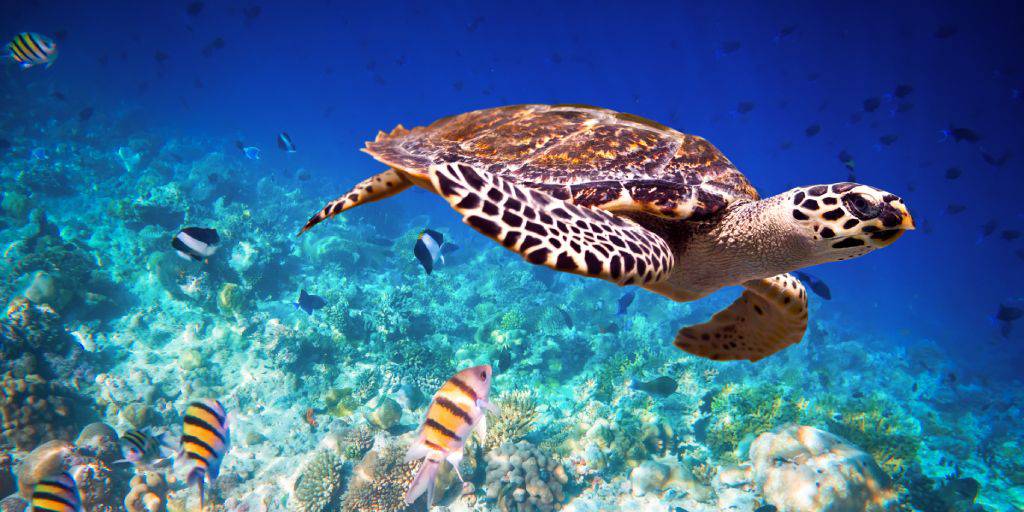 Nuestro viaje a Sudáfrica y a Mauricio podrás recorrer una sabana repleta de animales únicos y playas paradisíacas. ¿Qué más se puede pedir? 6