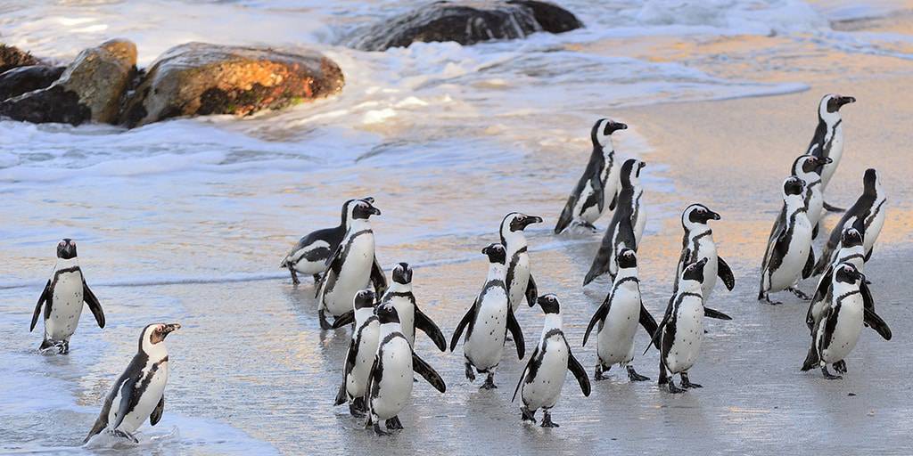 Nuestro viaje a Sudáfrica y a Mauricio podrás recorrer una sabana repleta de animales únicos y playas paradisíacas. ¿Qué más se puede pedir? 2