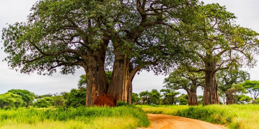 ¿Quién no desea recorrer los mejores parques de toda África? Con este viaje organizado a Tanzania y Kenia podrás hacer tus sueños realidad. 3