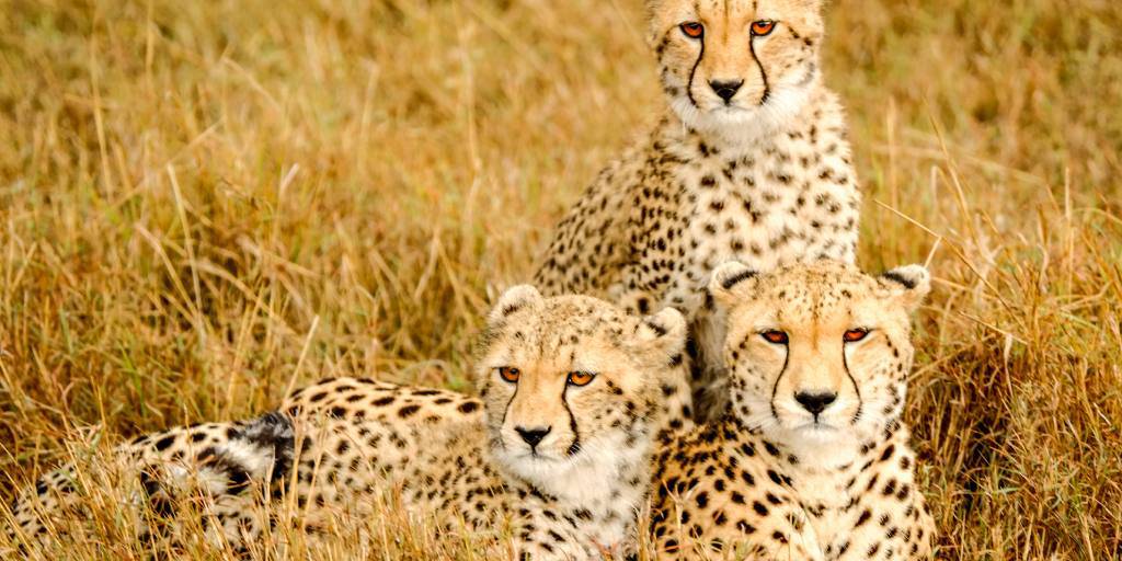 Con nuestro viaje a Nairobi, Ambosseli, el Lago Navaisah y Masái Mara descubrirás a los Cinco Grandes de África en un safari por Kenia. 2