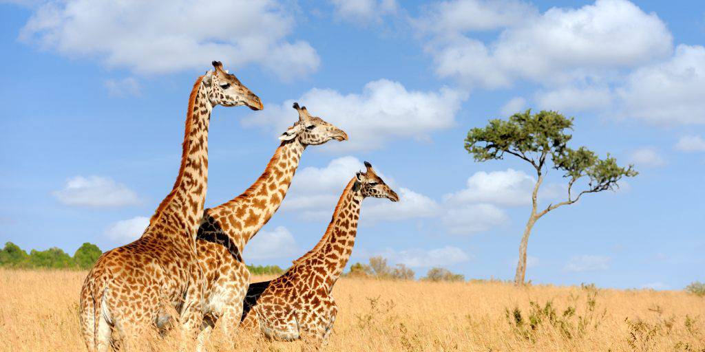 Con nuestro viaje a Nairobi, Ambosseli, el Lago Navaisah y Masái Mara descubrirás a los Cinco Grandes de África en un safari por Kenia. 4