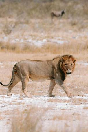 Imagen del viaje: Viaje de Namibia a las cataratas Victoria de 16 días
