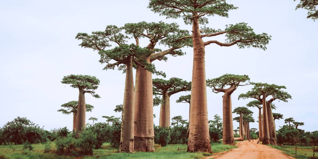 En este viaje organizado a Madagascar conocemos Bekopaka, Modorava, Antsirabe y los parques nacionales de Ranomafana e Isalo, donde veremos baobabs y lémures. Además descubrimos las playas de Ifaty. 1