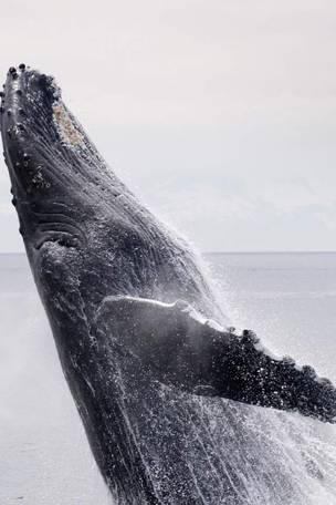 Imagen del viaje: Crucero de lujo por Alaska en 10 días