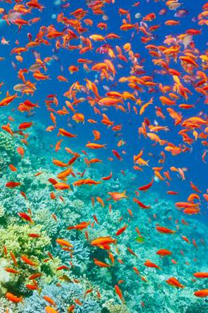 Imagen del viaje: Egipto: Viaje al Mar Rojo con todo incluido 8 días