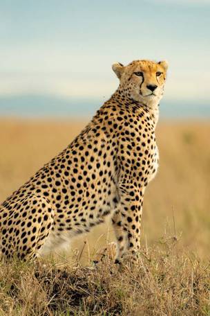 Imagen del viaje: Safari en Kenia de 8 días