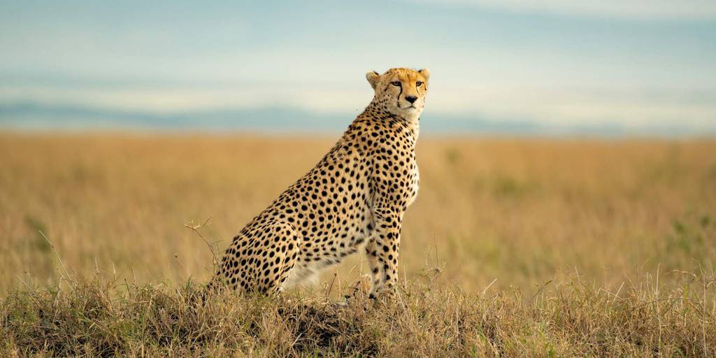 Este Safari en Kenia de 8 días te llevará por el corazón de África. Durante una semana, disfrutaremos de los safaris más impresionantes. 1