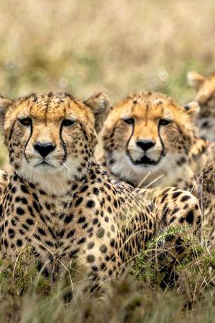 Imagen del viaje: Safari organizado por Kenia durante 7 días