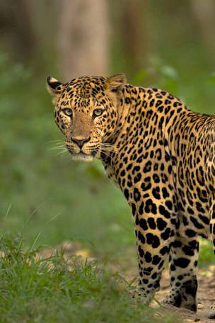 Imagen del viaje: Tour por la naturaleza de Sri Lanka en 11 días