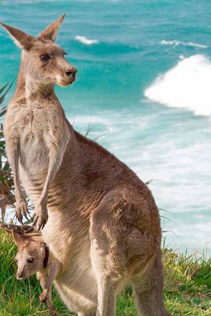 Imagen del viaje: Viaje a Australia de 18 días: Adelaida, Isla Canguro, Melbourne y Sídney