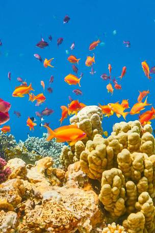 Imagen del viaje: Viaje a Egipto con Sharm El Sheikh 11 días