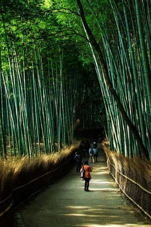 Imagen del viaje: Viaje a Japón de 8 días: Tokio, Kioto y Monte Fuji