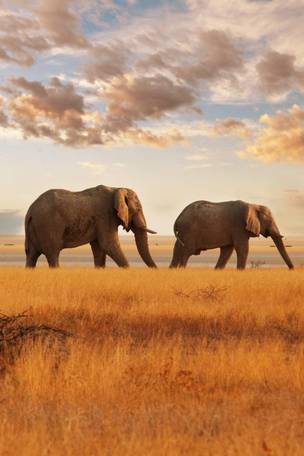 Imagen del viaje: Viaje a Kenia al completo con playas de Watamu de 14 días