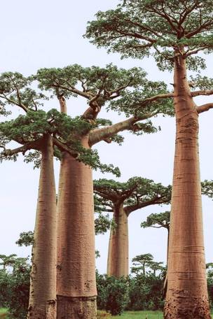 Imagen del viaje: Viaje a Madagascar al completo de 19 días: baobabs, Bekopaka y playas de Ifaty