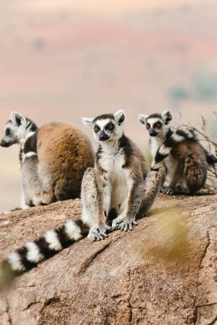 Imagen del viaje: Viaje a Madagascar de 14 días con Andasibe