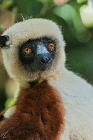 Imagen del viaje: Viaje a Madagascar de 15 días: reservas naturales, lémures y baobabs