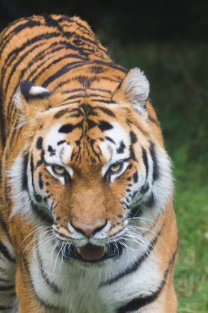 Imagen del viaje: Viaje a Nepal de 11 días con jungla de Chitwan: hogar del tigre de Bengala