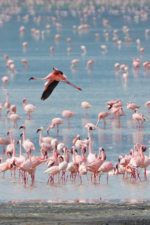 Imagen del viaje: Viaje con safari a Serengeti y Ngorongoro de 8 días