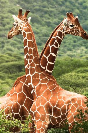 Imagen del viaje: Viaje de Samburu a Masái Mara con Safari en 9 días