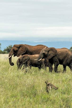 Imagen del viaje: Viaje de novios: safari en Tanzania y playas de Zanzíbar en 10 días