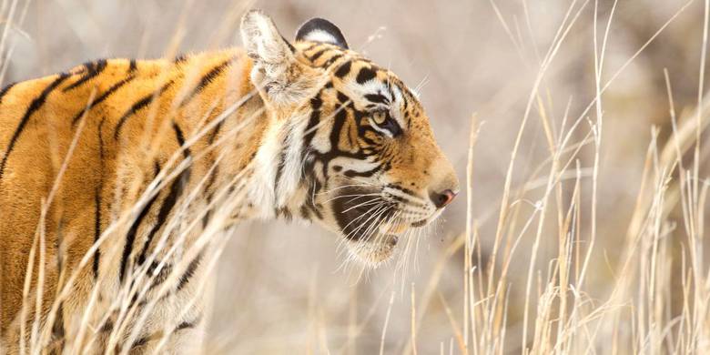 Viaje a Nepal con jungla de Chitwan: hogar del tigre de Bengala