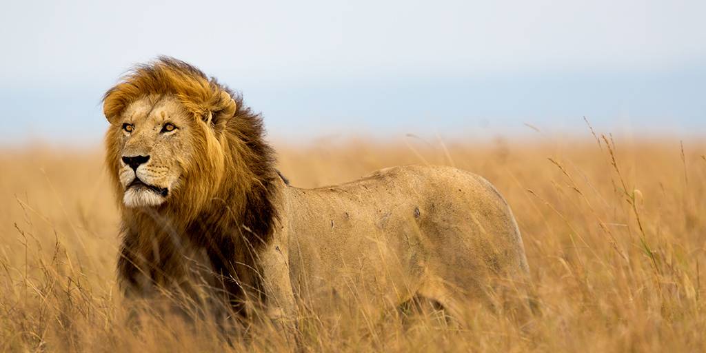 Sumérgete en África con este viaje organizado con safari por Kenia. Estos 7 días recorreremos Samburu, Aberdare, el lago Nakuru y Masái Mara 2
