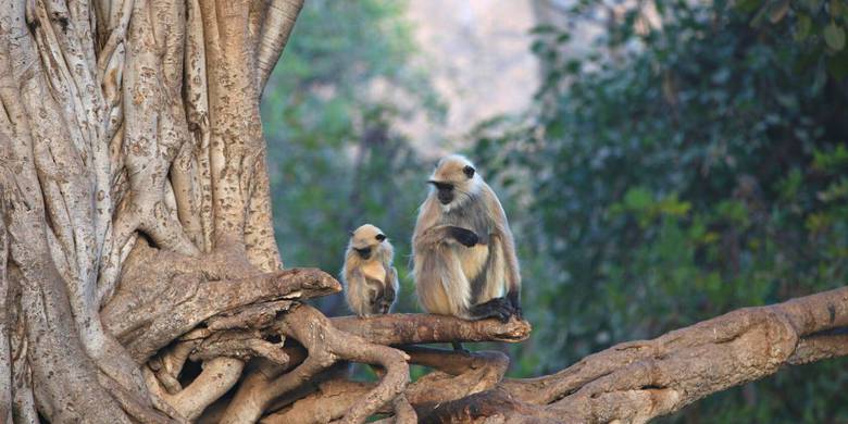 Viaje a India con safari en Ranthambore