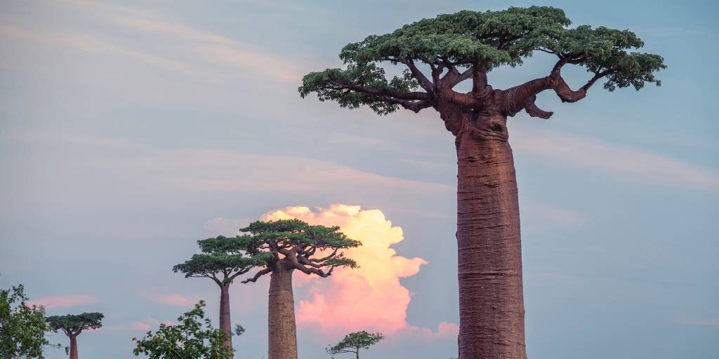 Lémures, baobabs y reservas naturales exuberantes. En este viaje organizado a Madagascar exploramos Antsirabe, Ranomafana, Isalo, bahías de Diego Suárez y playas de Nosy Be. 2