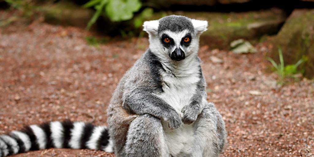 En este viaje organizado a Madagascar conocemos Bekopaka, Modorava, Antsirabe y los parques nacionales de Ranomafana e Isalo, donde veremos baobabs y lémures. Además descubrimos las playas de Ifaty. 2