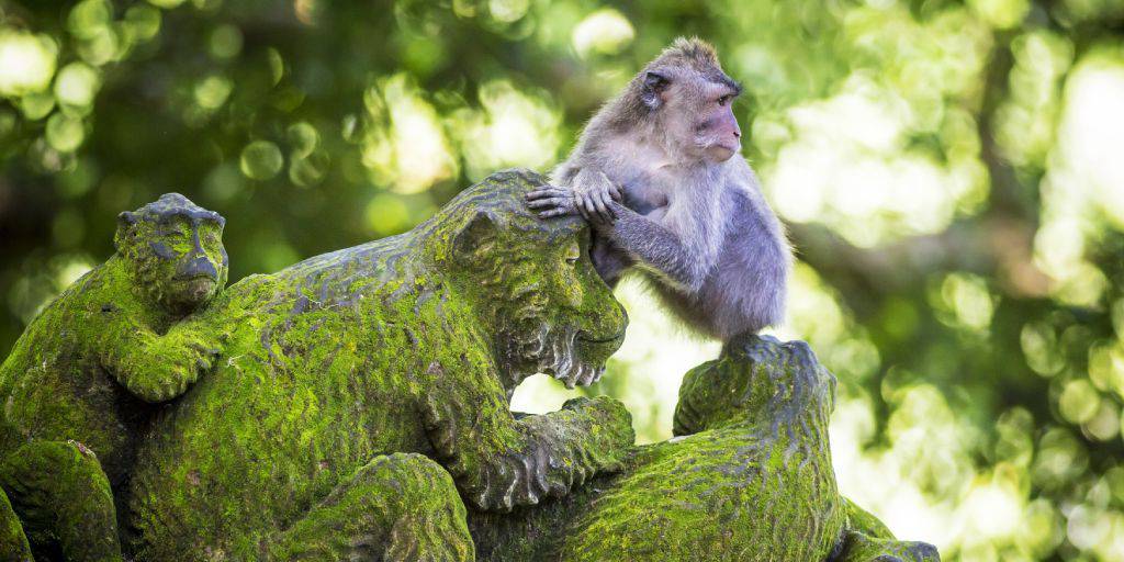 Viaja a Bali para descubrir la mística Ubud y disfrutar de las playas del sur. Con este viaje podrás meditar entre templos hinduistas, explorar bosques tropicales y tomar un baño en exclusivas playas. 4