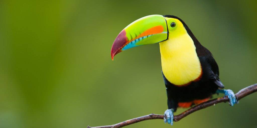 Bosques salvajes, biodiversidad, playas de ensueño y mucho más está incluido en nuestro circuito por Costa Rica y las playas de Guanacaste. 3