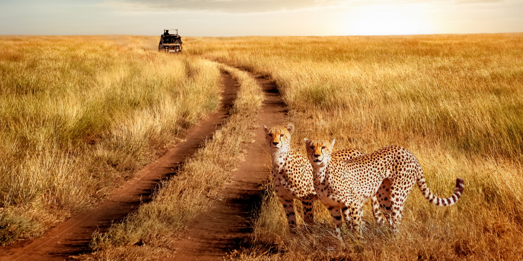 Vive una luna de miel de aventura y serenidad. Disfruta tu viaje de novios con safari en Tanzania y playas turquesas en Zanzíbar. 3