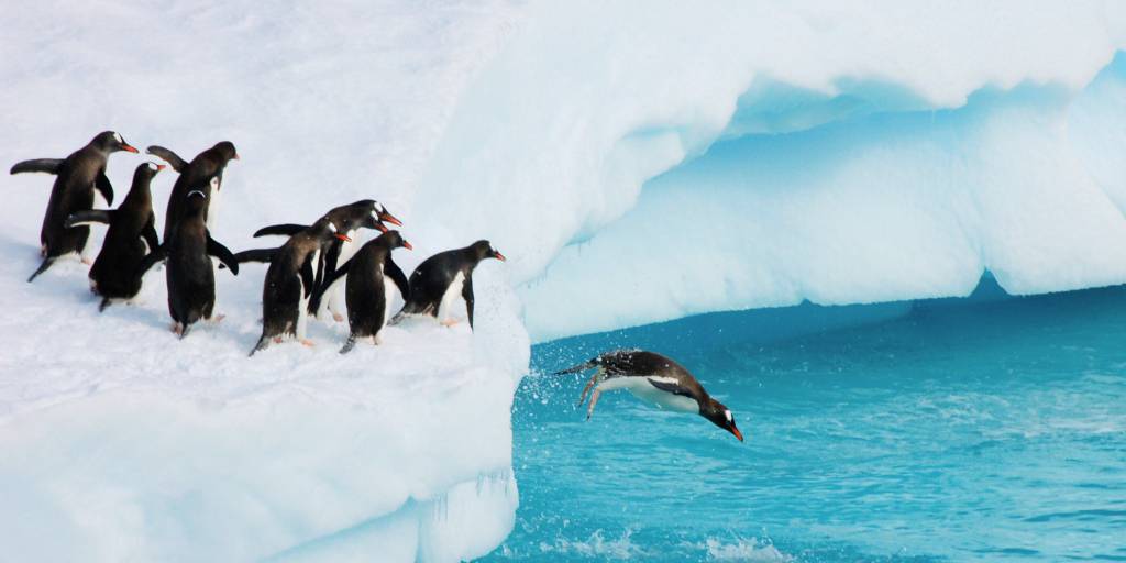 Conoceremos el polo sur en este fascinante crucero por la Antártida de 10 días. Descubrimos lo mejor de la Península Antártica explorando glaciares y observando ballenas y pingüinos. 3