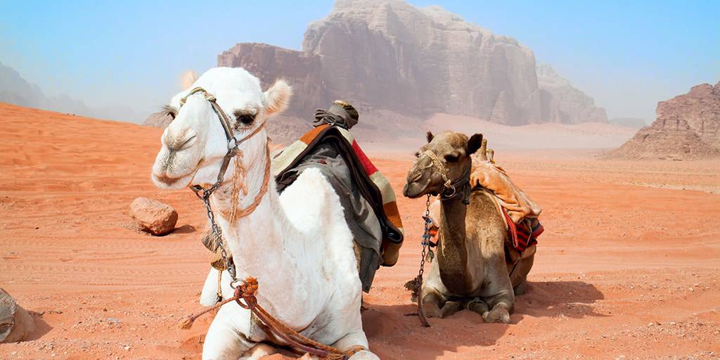 Descubre la mágica Petra, disfruta de un baño en Áqaba y vive la aventura en Wadi Rum con nuestro viaje a Jordania de 11 días. 4