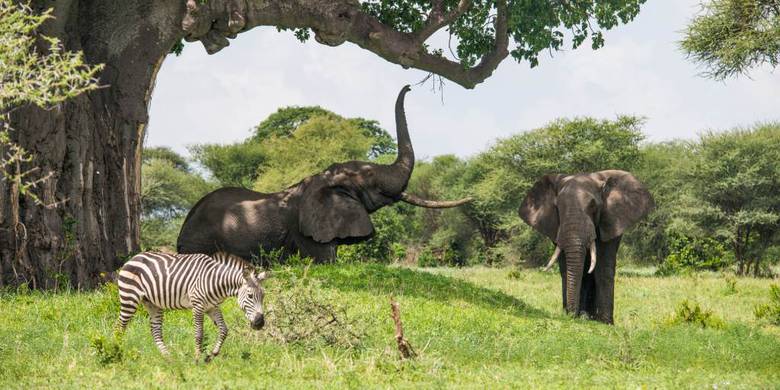 Viaje a Tanzania y Zanzíbar: 10 días de safari y playas