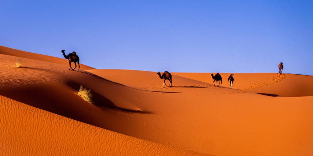 Atrévete a recorrer el Sáhara con nuestro Gran tour por Marruecos de 9 días, durante el cual conoceremos Marrakech, Casablanca y mucho más. 1