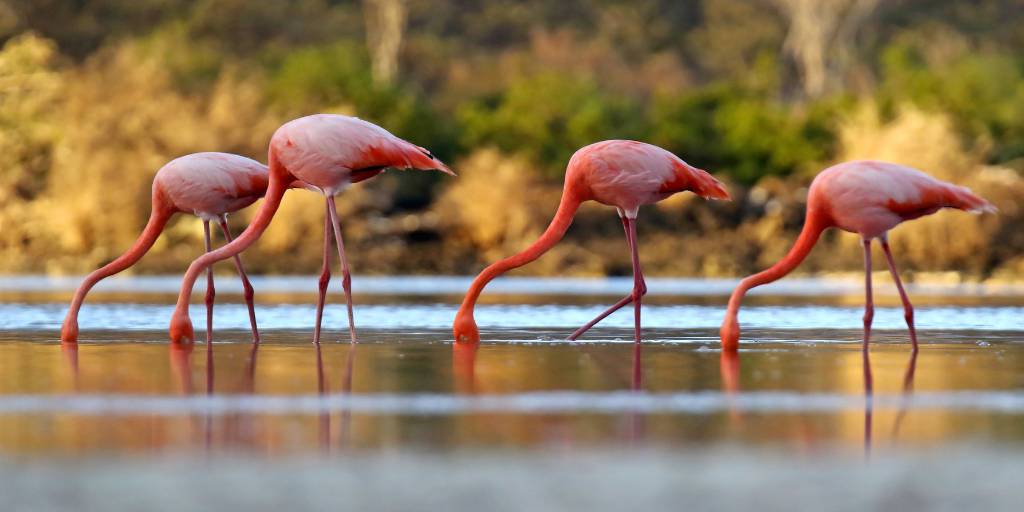 Nuestro viaje a Galápagos nos llevará a conocer sus islas y caletas más asombrosas a través de un crucero por sus tierras volcánicas. Además en este viaje a Ecuador conoceremos Quito, la capital. 6