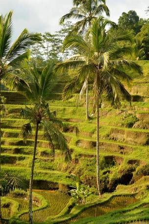 Imagen del viaje: Circuito organizado por Bali de 10 días al completo con playas