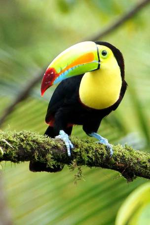 Imagen del viaje: Tour organizado por Costa Rica de 14 días