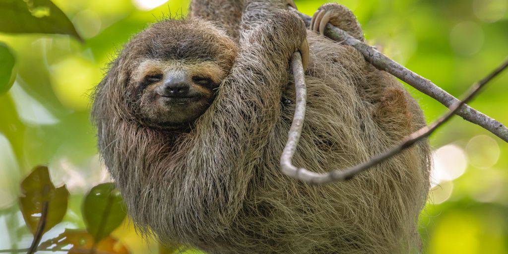 Pasa tus vacaciones en el Caribe con este viaje por la costa de Costa Rica. Durante 9 días, conocerás las impresionantes playas costarricenses. 5