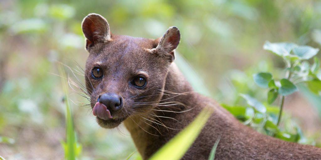 Un viaje a Madagascar es un mundo natural por descubrir. Explora Antananarivo, Morondava y las Reservas de Kirindy, Reniala e Isalo. Un viaje para observar lémures y árboles de baobabs. 5