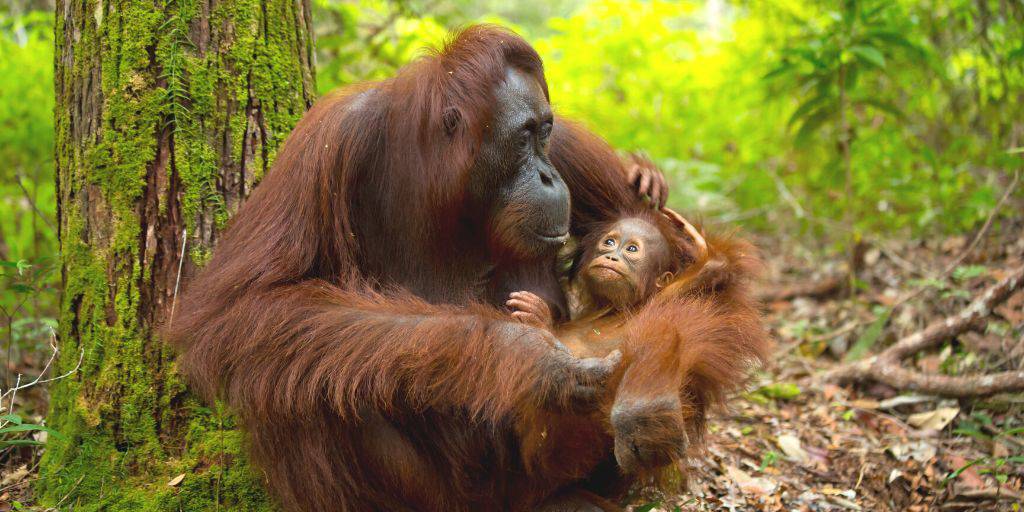 Viaje a Malasia al completo para descubrir su exótica combinación entre tradición y modernidad. Explora Kuala Lumpur y sus Cuevas Batu y conoce los orangutanes en Sandakan. 2